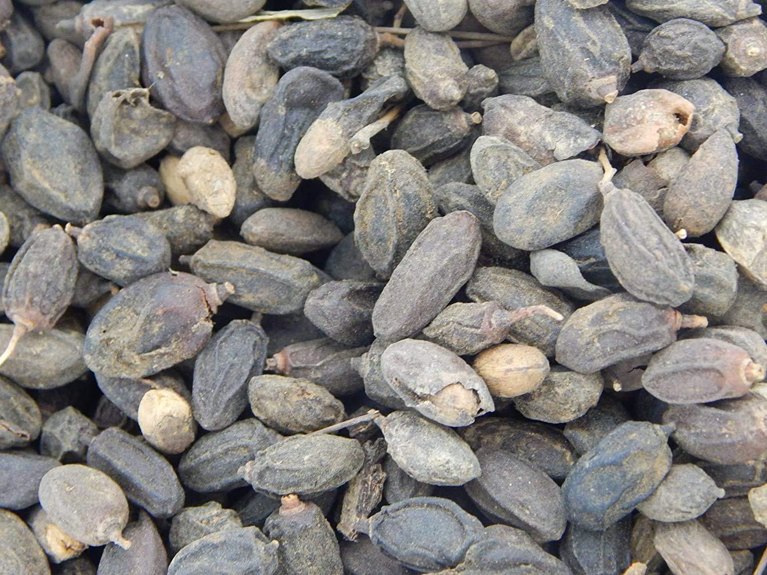 Xetomos Xetomos Nimboli Beej Neem Seed Azadirachta Indica Seed 100g Neem, Nim, Nimgach, Indian Lilac, Neem, Margosa, Azadirachta de llnde, Niembaum, Neembaum, Nimbaum, Limbro, Neem, Nimb, Bevu, Bevinamar, Neem, Melia azadirachta Linn, Nimb, Limb, Kadunimb, B