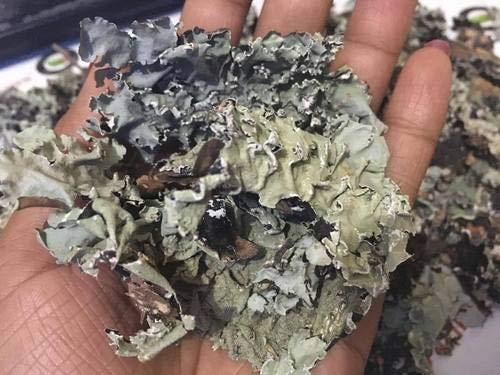 Nutrixia Food Stone Flower -Parmotrema perlatum (50 Gms)