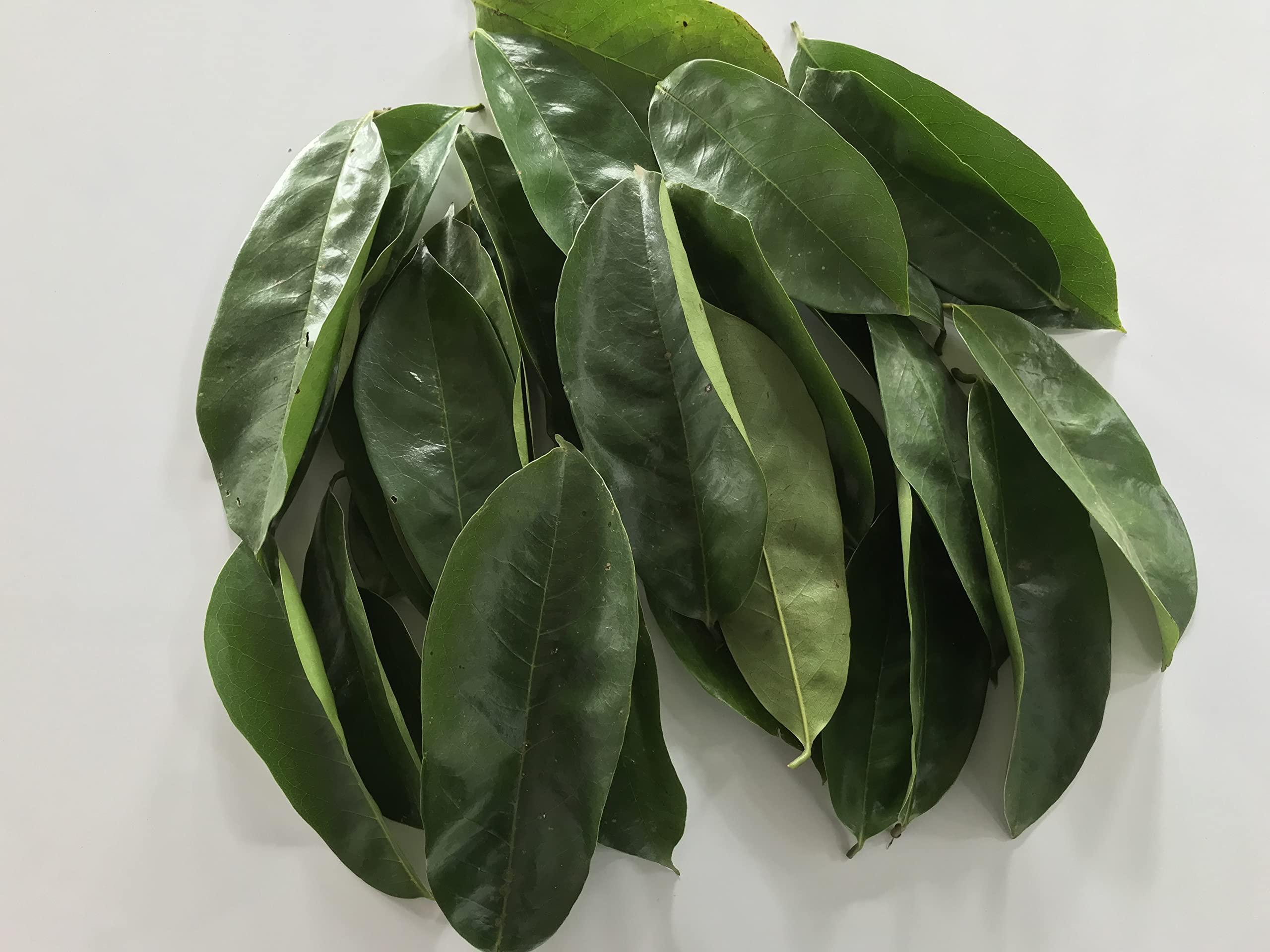 abamec Natural Graviola Soursop Guanabana shadow Dried 250 Leaves + 100 grams Soursop tree stems. (With printed preparation Instructions)