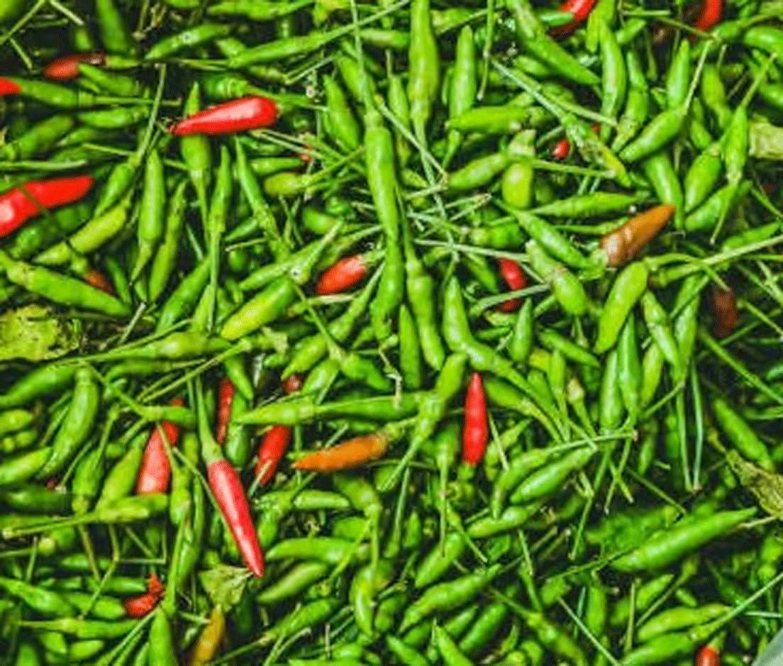 Kochechi Birds Eye Chilli Pickle Kanthari Mulaku Uppilittathu Salted Jeerige Menasu Thai Chilli Kerala Green Chilli Pickle (green, 200g)