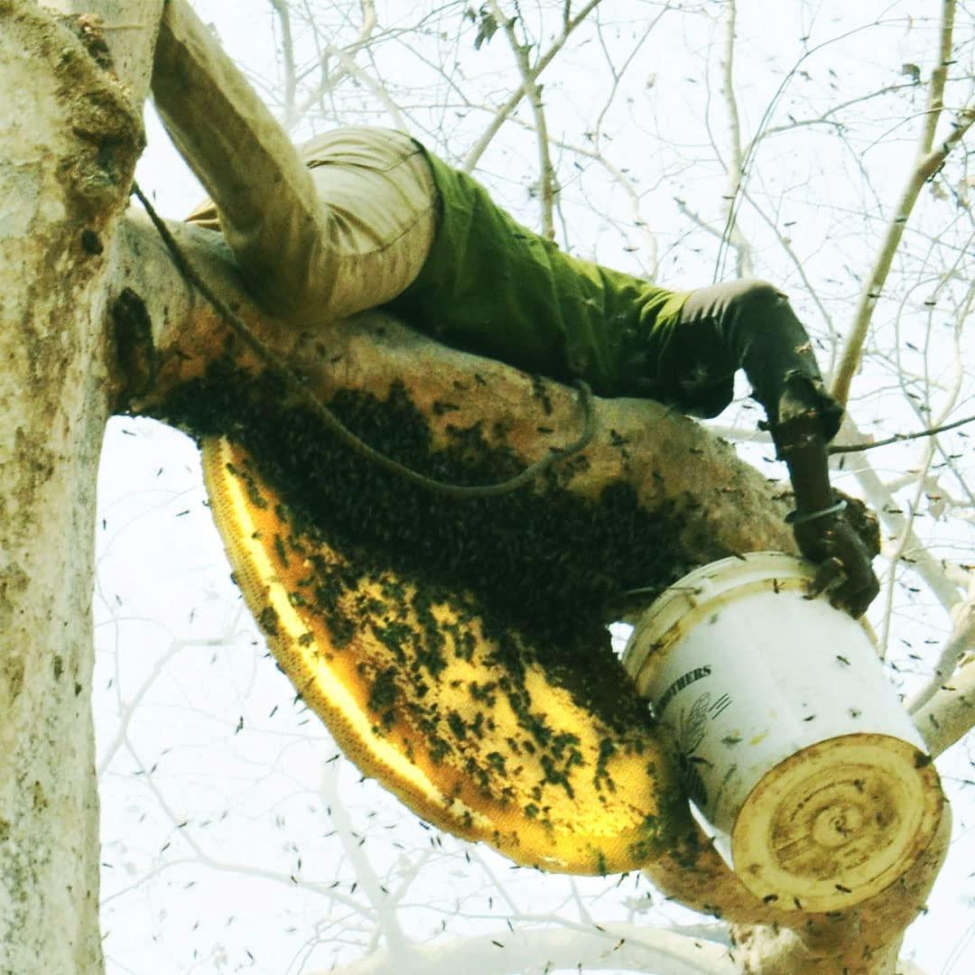Royal Bee Brothers Wild Forest Raw Honey | Produce of Wild Honey Bee | 100% Pure & Natural, Unprocessed, Unheated, Unadulterated
