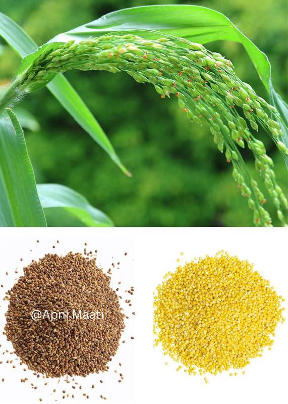 Apni Maati Apni Maati Proso Millet Seed for Sowing (1000 gm; Chena/Panivaragu/Varigulu/Baragu/Barri)