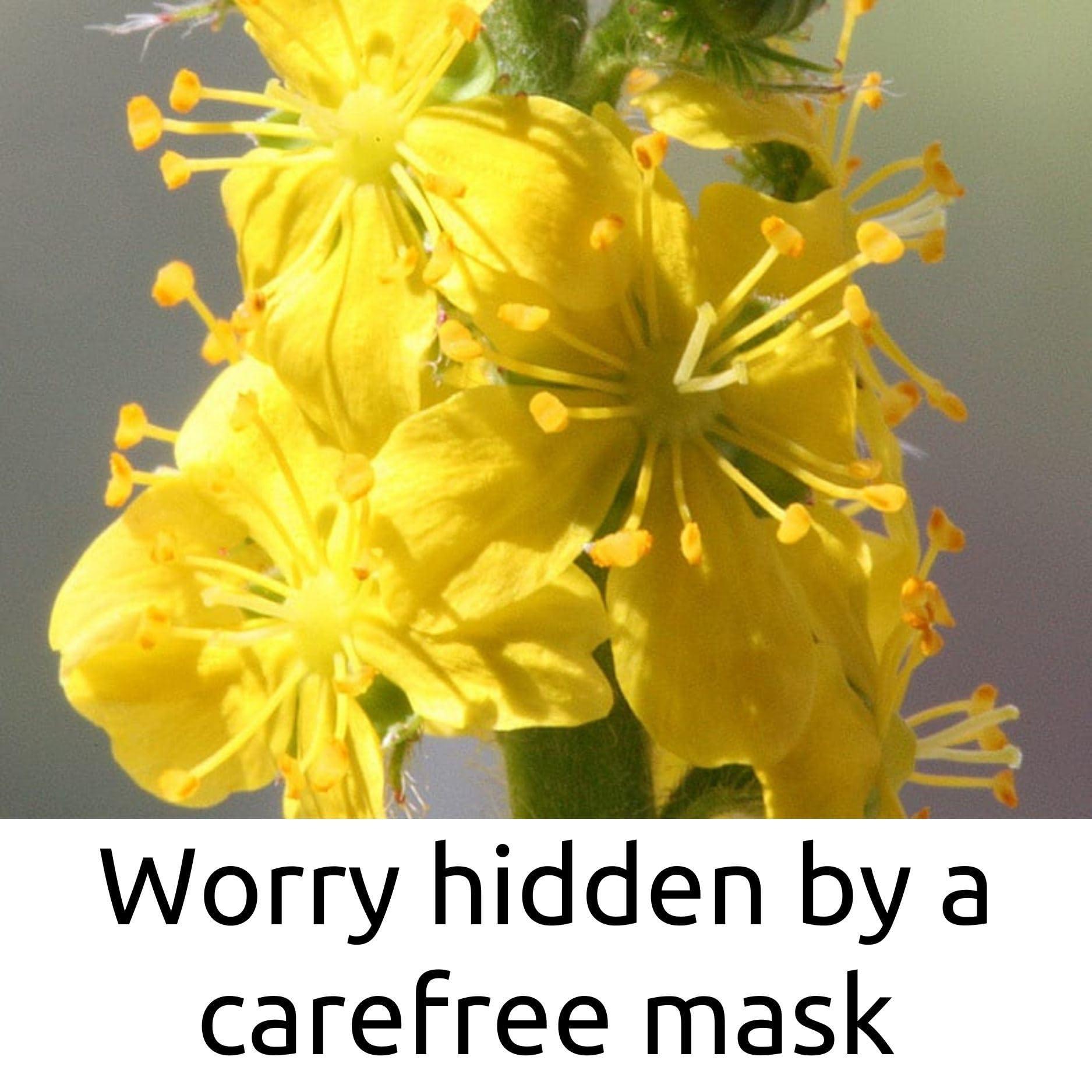 AM SAFE-X delivering the best AM SAFE-X Lens Cleaner for Spectacles, Eyeglasses, Sunglasses, Camera Lenses and Binoculars, 100 ml Pack 1