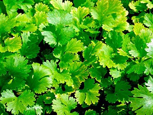 Golden Hills Farm Golden Hills Farm Hybrid Coriander/Dhaniya/Kothamalli 500+ seeds
