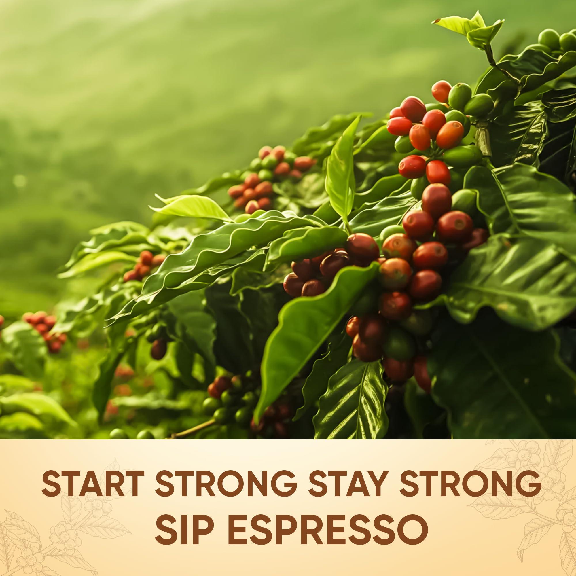 Bayars Coffee Bayar\'s Breakfast Blend Coffee Powder 250 g, 70% Arabica 30% Robusta, Freshly Roasted & Ground Coffee Powder