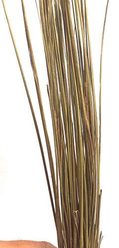 CHEZEL CHEZEL® Darbha Grass or Kusha Grass Dharbha Grass Halfa Grass 11 Bundle for Pooja