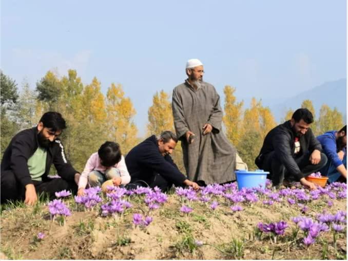 RETAJ Retaj Kashmiri Saffron/Kesar, 1 GM