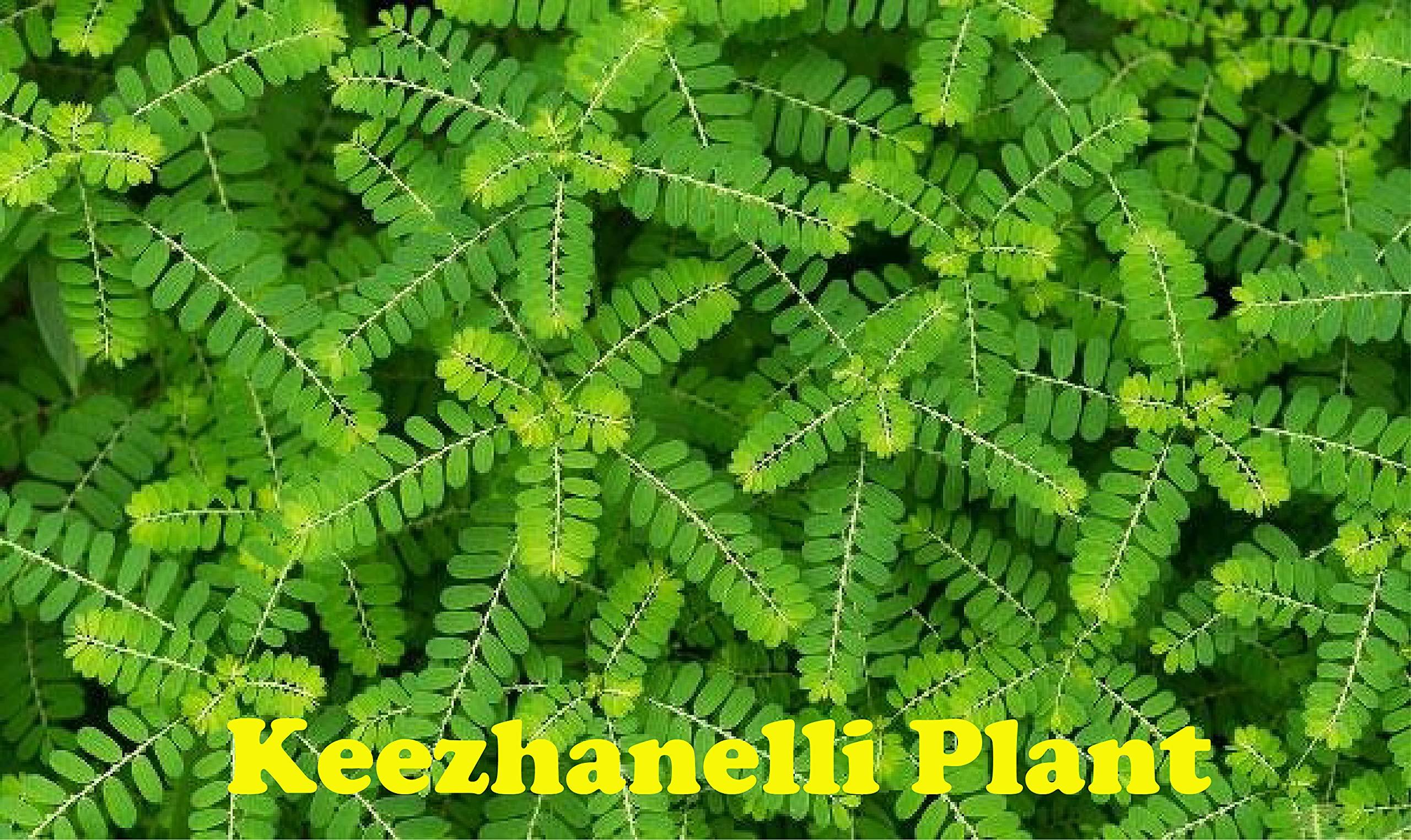 DIETS ORGANICS Diets Organics Keelanelli powder -200 G,Bhumyamalaki,Phyllanthus Niruri Powder, Keezanelli powder -200G