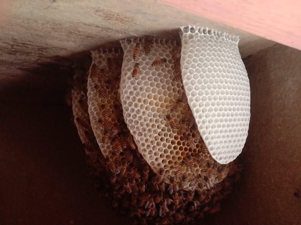 DevBhumi DevBhumi Certified Organic Honey 1-Kg