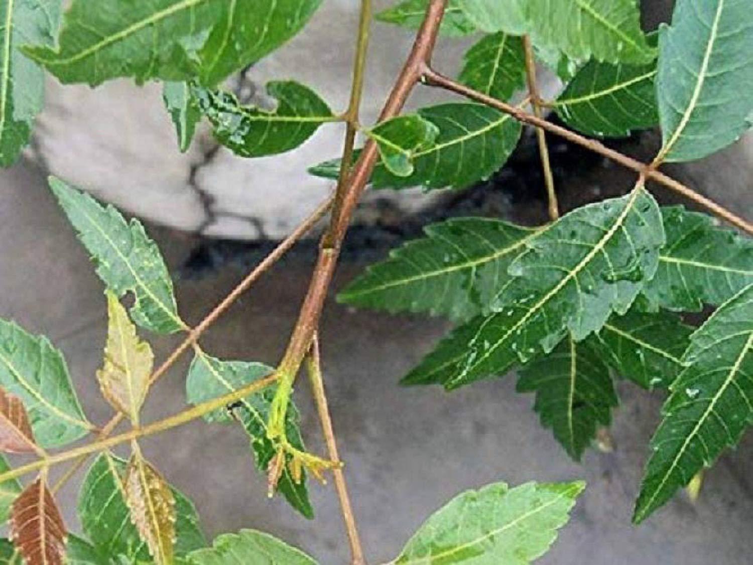 BuyandCheers BuyandCheers Natural Neem Chew Sticks/Tree Datun Twigs Organic manual Toothbrush for adults, 20 Pieces