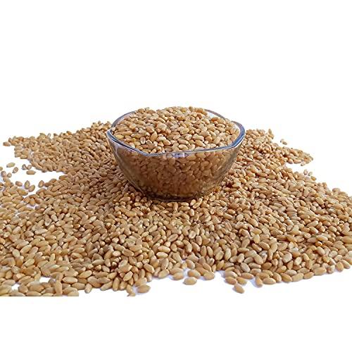 ORGANIC NATURE Organic Nature MP Sharbati Wheat Fresh from Farms | No Mixture | No Preservatives | Washed and Dried (Pack of 400 gms)
