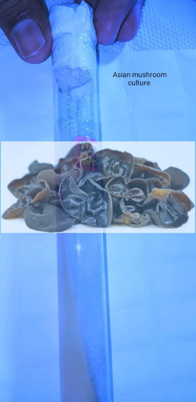 Generic Wood Ear Mushroom Culture size 18 * 150mm Test Tube (1pc) Best Quality