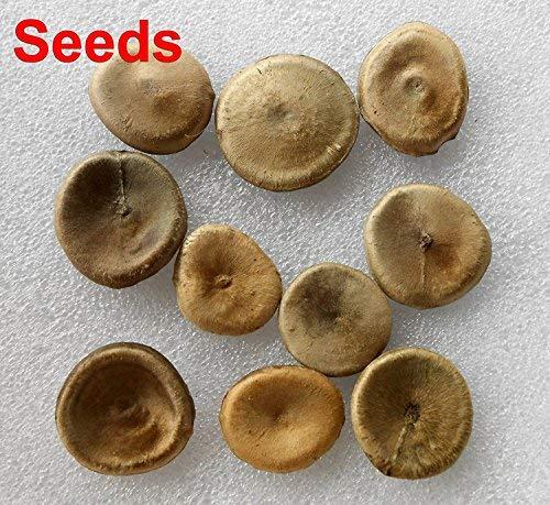 NEERAJ NEERAJ - Kuchla Seed|Nux-Vomica Seeds|Strychnos Nuxvomica Seed|200 Gm