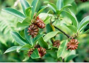 Generic Amy\'s natural star anise/chakra phool/badian/Illicium verum (100 Gram)