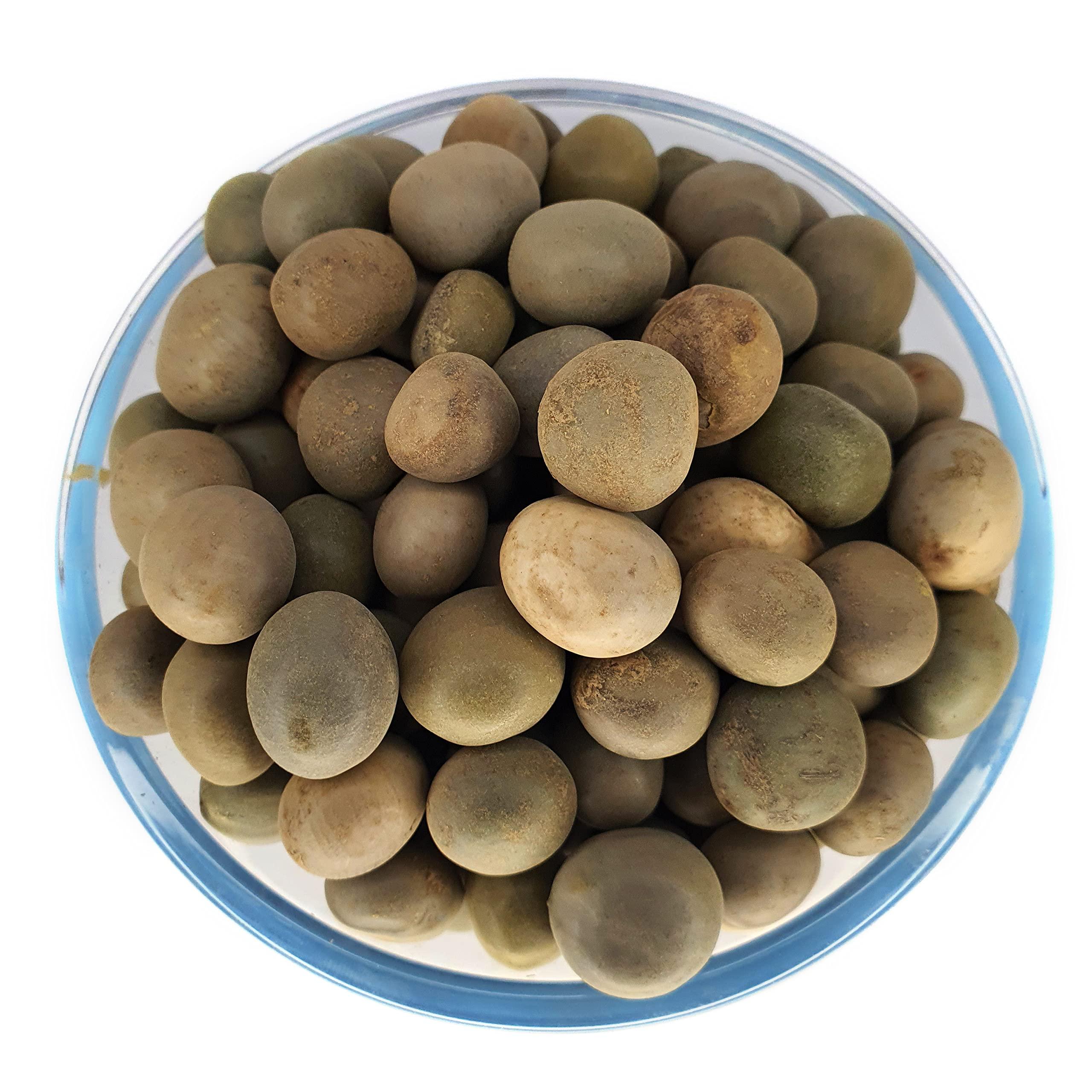 Generic Masso Pansari KARANJWA BEEJ CAESALPINIA BONDUCELLA SAGARGOTA KAT KARANJA SEEDS KARANJ BiJ KALARCHIKKAI FEVER NUT (200gm)