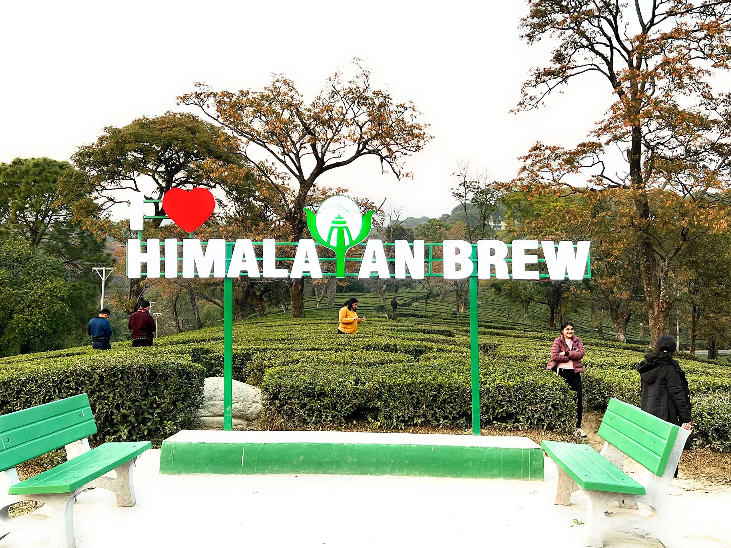 Himalayan Brew Blueberry with butterfly pea flower Green Tea