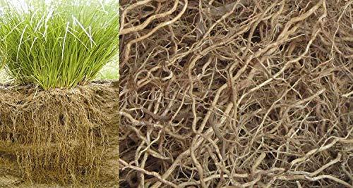 NPPV ORGANICS NPPV organics vetiver/Chrysopogon zizanioides/cuscus grass root 100% Pure & Organic (250 g)