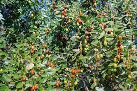 neotea neotea Elantha Elai Powder, Ber Patte, Lanta Ila, Indian Jujube Leaf Powder, Ziziphus Mauritiana Leaf Powder, Non -Gmo, Herbal Supplement, 100% Pure And Natural, No Preservative, 300 Gm Pack Of 1