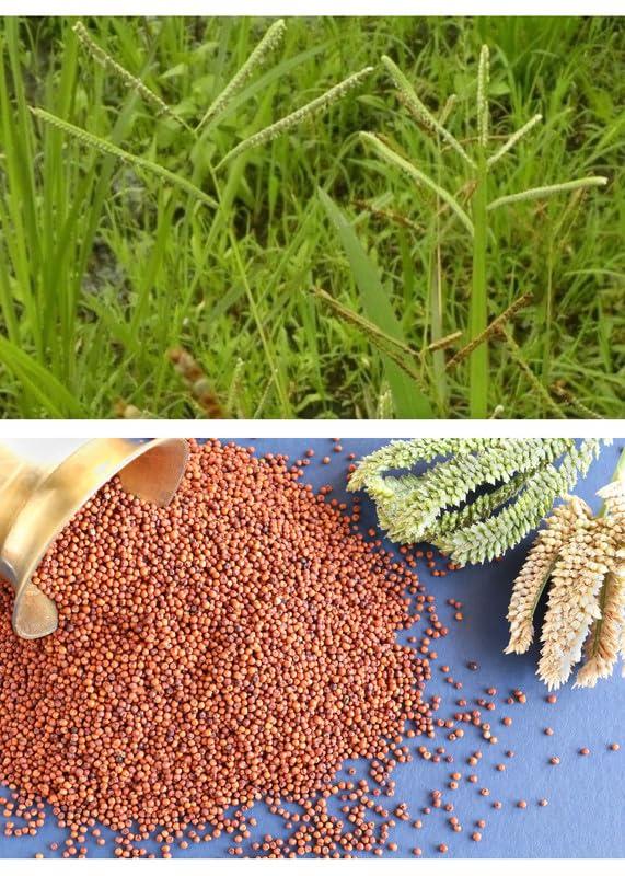 Apni Maati Apni Maati Kodo Millet Seed for Sowing (2000 gm; Koden/Kodra/Koovarugu)