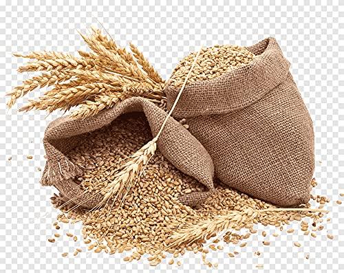Awadh Organic Whole Wheat Gehu,Wheat Whole Premium (Sabut Gehu/Gehoo/Genhu) Godhumai Godhambu Godhumalu Godhi Gehun Gom Ghau GovaGahu Gahama 20KGS BAG