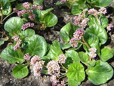 GUNMALA Herbal patharchatta - pashan bhed root churan bryophyllum pinnatum powder bergenia ligulata - for urinary calculi (100 gm.)