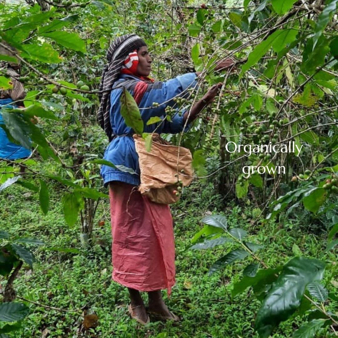 Nandan Coffee Nandan Coffee Organic Roasters Espresso Medium-Dark Roast Arabica Robusta Blend Coffee Powder, 250gms - Perfect for Stovetop Espresso Machine