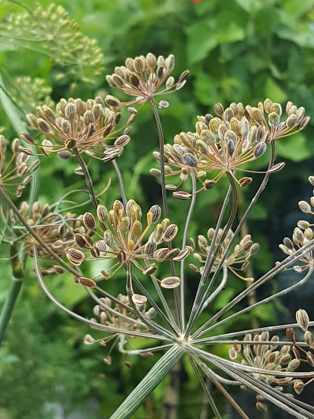 3V PRODUCTS 3V Products: Sathakuppai Seeds 400g | Dill Seeds | Suwa Seeds | Pencedanum Grande Seeds