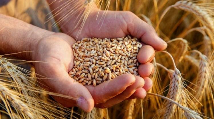 Awadh Awadh- Barley Seeds 900g with Dry Khush Grass |Sabut Jau | Puja Jau | Havan Jao | Pooja Jao | Sabut Jau | Jau for Kalash | barli | Barliarisi | Valkothumai |Jave | Godhi Jaun Jab Juvar Cheno Satu