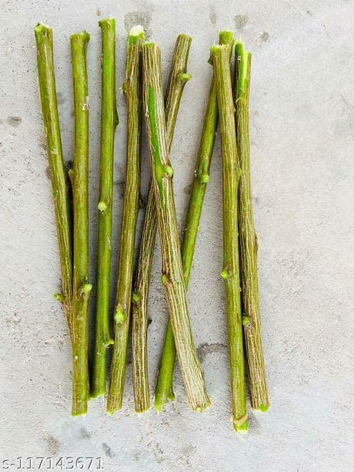 Generic AMTC Organic Neem Datun Tooth Brush/ Fresh NEEM chew Sticks || Natural Herbal Toothbrush Miswak Sticks (PACK OF 30)