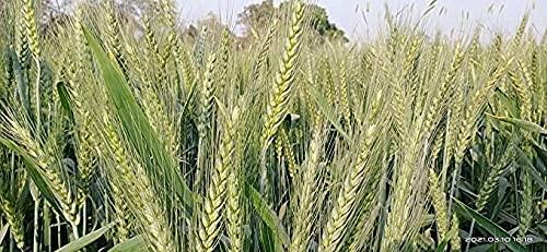 Awadh Organic Whole Wheat Gehu,Wheat Whole Premium 20KGS BAG, (Sabut Gehu/Gehoo/Genhu) Godhumai Godhambu Godhumalu Godhi Gehun Gom Ghau GovaGahu Gahama (2)