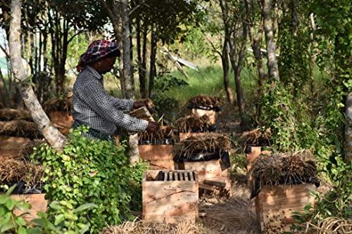 BONPHOOL BONPHOOL Natural Mangrove Honey, 250 Grams - Pack of 2