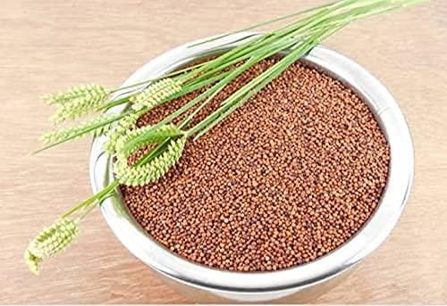 VVVAS VVVAS Ragi Seed Grain Whole Finger Millet Nachani Natural Multi-Grain Ragi Seeds 2Kg