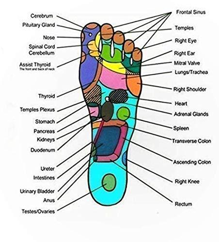 Acupunctoreum Acupunctoreum acupressure Height Increase Device for Men and Women | Magnetic and acupressure Shoe Sole | Height Increase Device