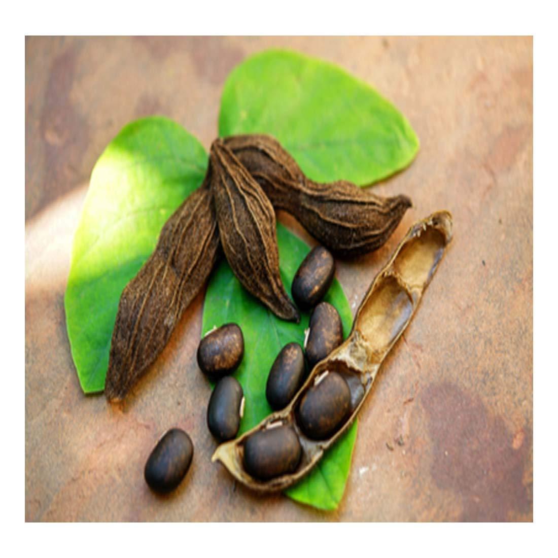 Hardia Hardia kaunch beej Mucuna Pruriens Black Kaunch Seeds (200 Grams)