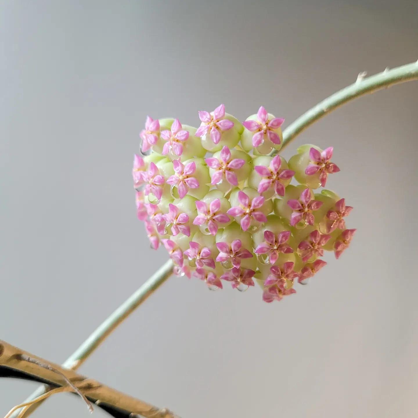 NavaFresh Basics THE PLANT PARADISE HOYA PATCHARAWALAI SPLASH