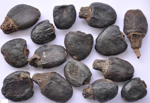Kwality Bhelwa//Bhilwa//Semecarpus Anacardium Seed - Marking Nut Seed - Bile Semecarpus Anacardium Linn Seed (100 Grams)