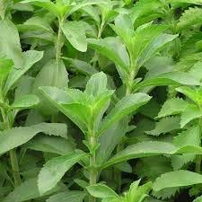Generic UGANIO Live Stevia Rebaudiana-Sugar Herb-Sweet Leaves Medicinal Plant (with Pot)