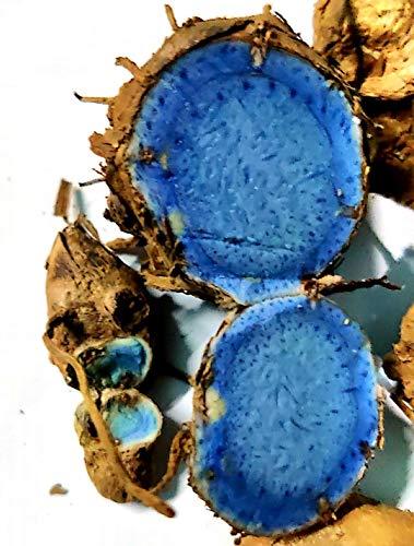 Generic SaiCraft Curcuma Caesia, Black Turmeric, Kali Haldi, Plant Rhizomes Bulbs to treat arthritis, asthma, and epilepsy/Original fresh kaali/Kali haldi/turmeric (9 pieces)