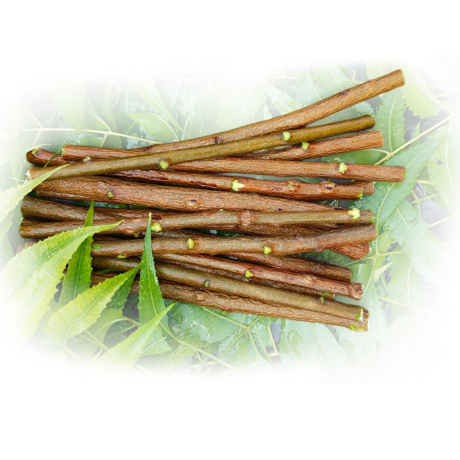 RR Enterprise Ayurvedic Natural Organic Neem Datun, manual Toothbrush Nim Tree Twigs Chew Sticks for Brushing Teeth Removes Bad Breath, Relieve Tooth Ache,Packof20Pieces