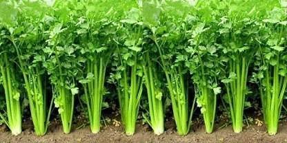 Golden Hills Farm Golden Hills Farm Hybrid Coriander/Dhaniya/Kothamalli 500+ seeds