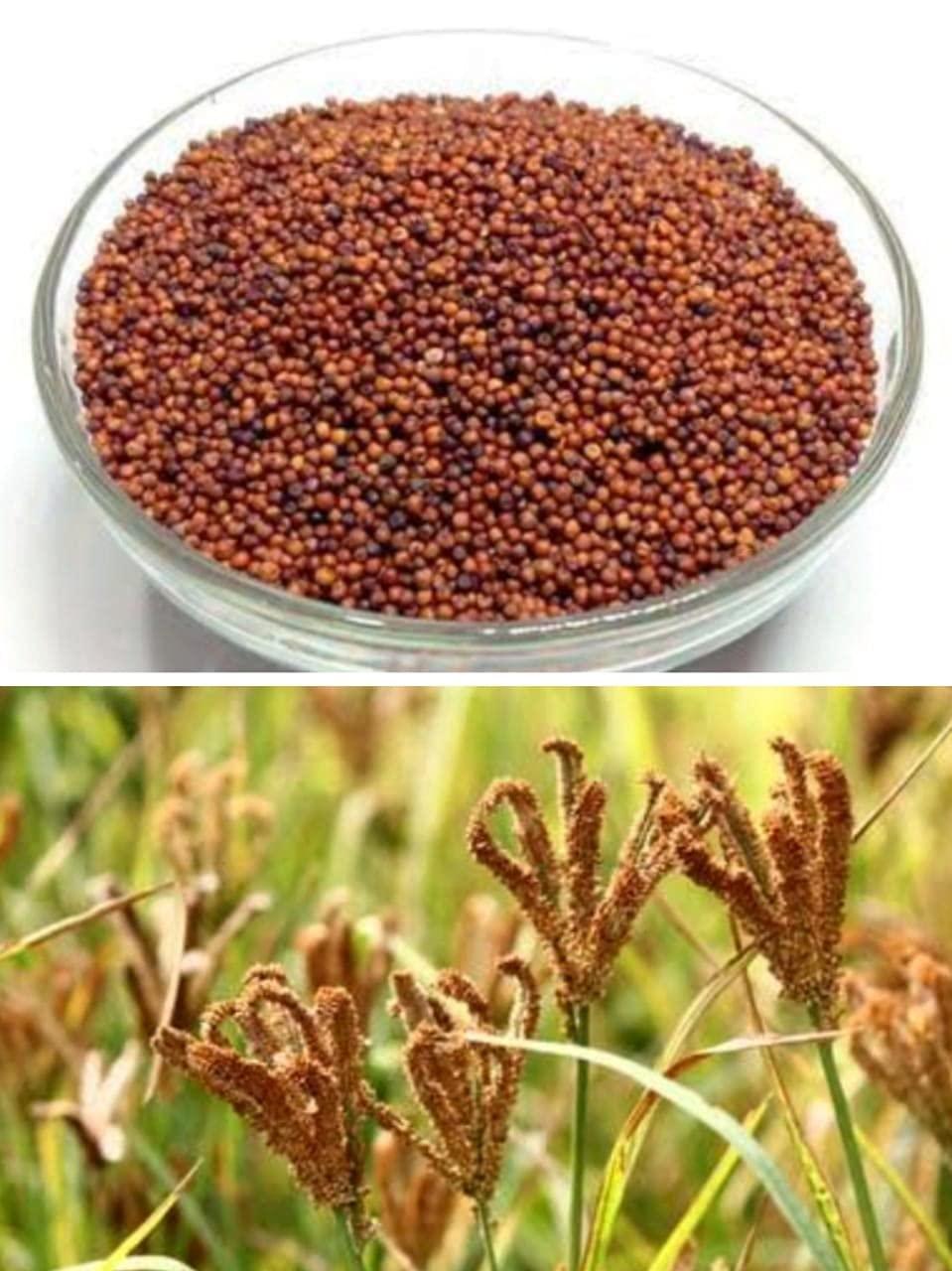 SAARA SSAARA HERBAL FRESH Ragi Grain(Finger Millet) 3.950kg