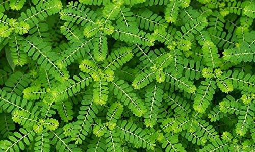 Green Gardern Green gardern Bhumyamalaki | Phyllanthus Niruri | Keelanelli Powder 300gm