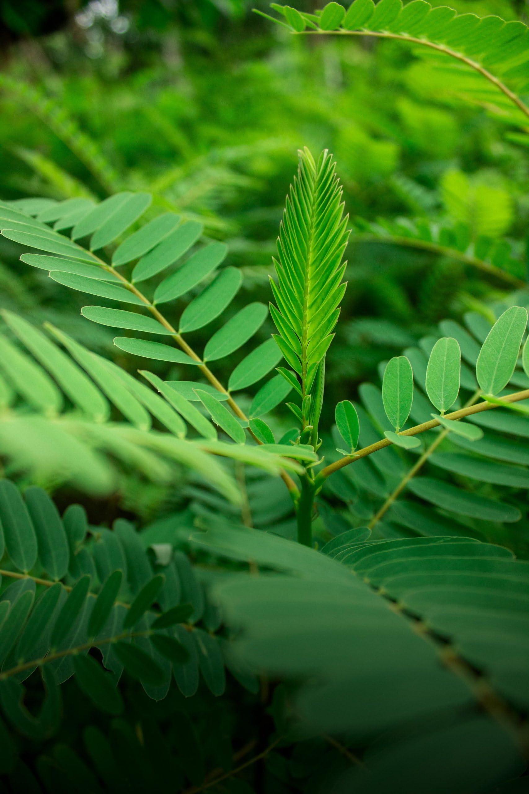 Twfaa enterprises TWFAA Herbal Agathi Keerai Powder,Sesbania grandiflora/avisa/agase/Agathichira (200 gm)