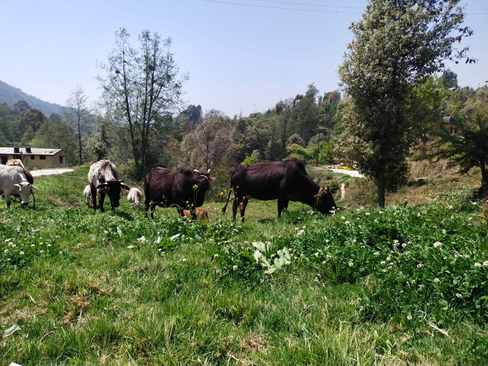 Hetha Hetha Organics Himalayan Pahadi/Badri Desi Cow Bilona A2 Cultured Ghee Made In Brass Utensil (Peetal Kadhai) Single Origin - 500Ml