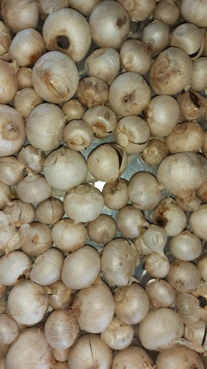 Aaswad Impex Single Clove Black Garlic (425 Grams / 15 OZ) by Aaswad