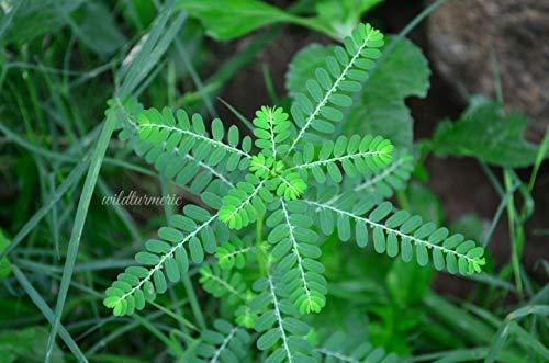 SAARA SAARA Keelanelli Powder | Bhumyamalaki Powder | Phyllanthus Niruri Powder, helps to kidney stones and hair grow 201g(Pack of 2 x101g)