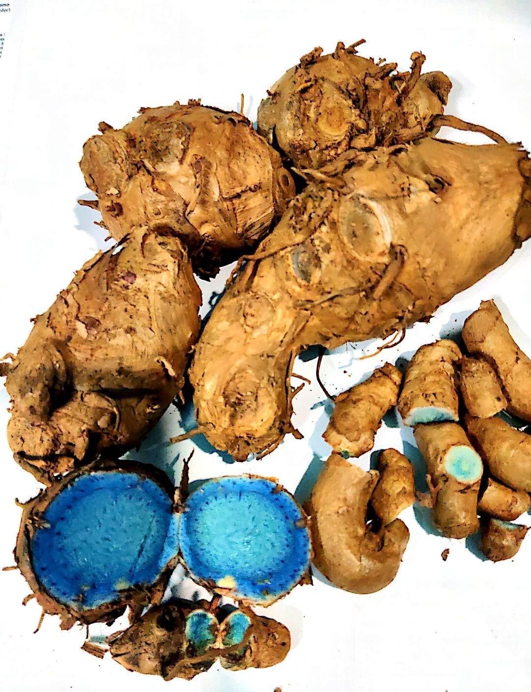 Generic SaiCraft Curcuma Caesia, Black Turmeric, Kali Haldi, Plant Rhizomes Bulbs to treat arthritis, asthma, and epilepsy/Original fresh kaali/Kali haldi/turmeric (9 pieces)