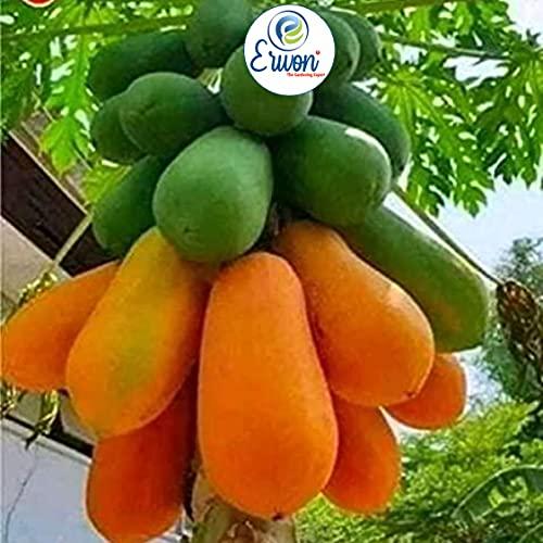 Erwon Erwon NPK for Papaya Fruits ( 200 gm fruit NPK )