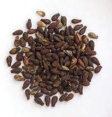 yugantar YUGANTAR SHIVLINGI SEEDS - SHIVLINGI BEEJ - BRYONIA LACINIOSA 200 GM