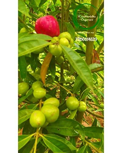 Karuthedathu Organics Karuthedathu Organics - Mahkota Dewa/God's Crown | Phaleria Macrocarpa Sun Dried Fruit Slices (50 Grams) Pack of 1. Natural Remedy for Diabetic Patients
